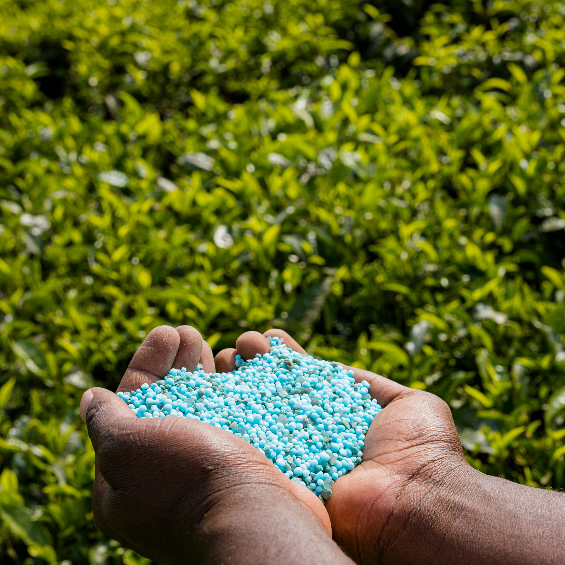 Hands holding fertilizer pellets in front of a crop field