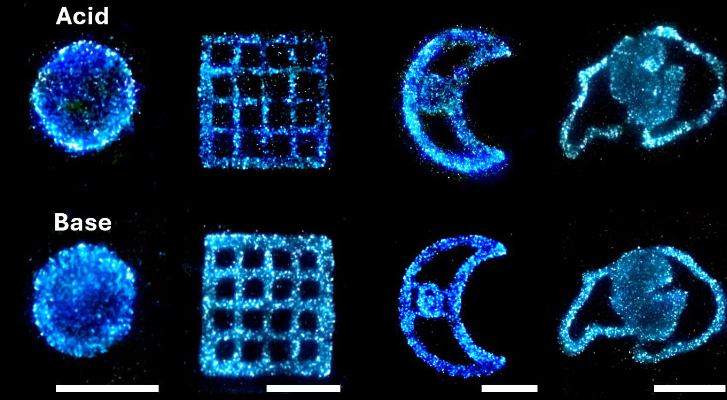 Four blue bioluminescent algae forms shown under acidic and basic conditions