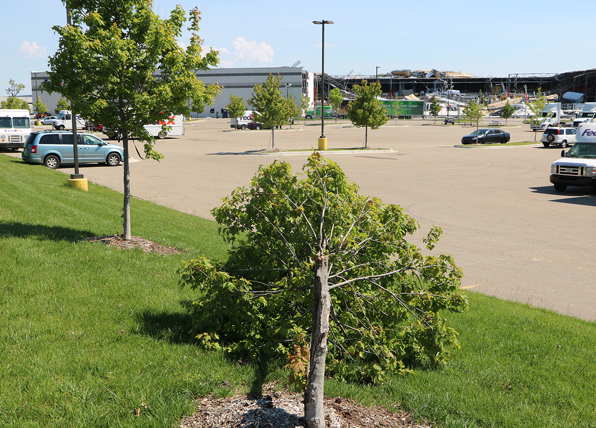 Damaged tree helped investigators assess tornado intensity near warehouse